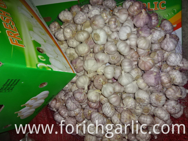 High Quality Normal Garlic 2019